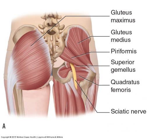 Pain in the butt - Why It's not Piriformis Syndrome